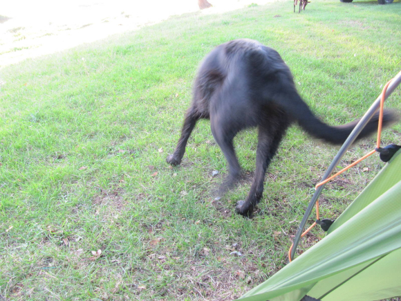 Et le chien du berger...
