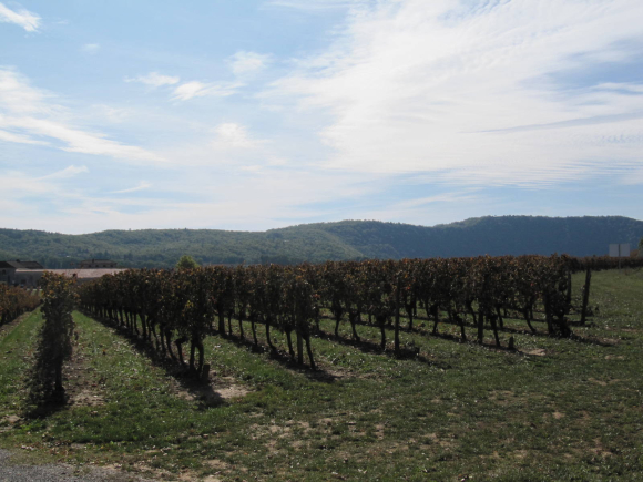 Vignoble de Cahors