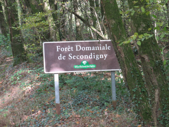 Forêt de Secondigny