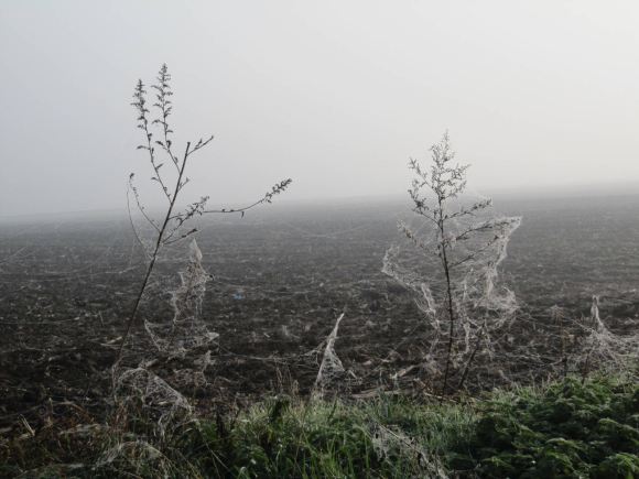 Dentelle d'araignée