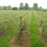 04-05-2015 (Marmande - Valence-d'agen), 4ème jour