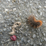 04-05-2015 (Marmande - Valence-d'agen), 4ème jour