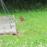 20-06-2012 (La Tardière - Saint-Mars-la-Réorthe), 5ème jour