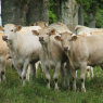 Tour de Vendée