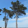 21-04-2011 (Marennes-Plage - île d'Oléron), 3ème jour