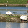 22-04-2011 (île d'Oléron), 4ème jour
