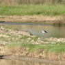 22-04-2011 (île d'Oléron), 4ème jour