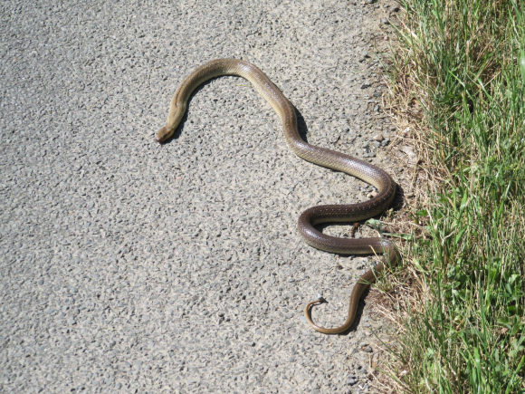 Serpent sur la route
