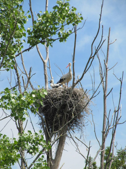 Nid de cigogne et son petit