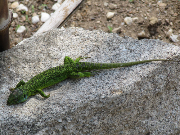 Gros lézard, mort noyé