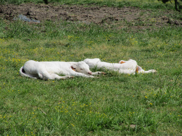 Veaux endormis au soleil