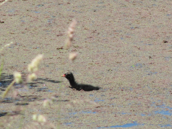 Petit de poule d'eau dans les marais