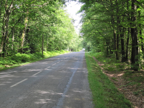 Forêt de Juigné