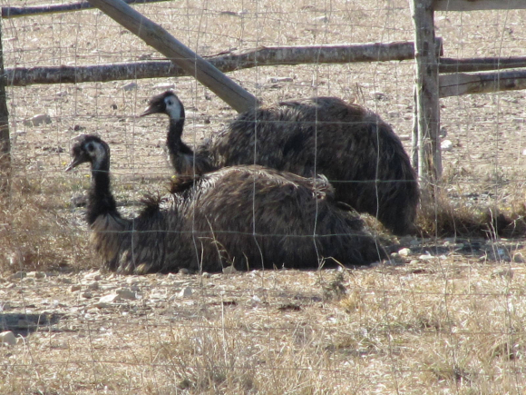 L'Autruche de Lorette, Marcilly