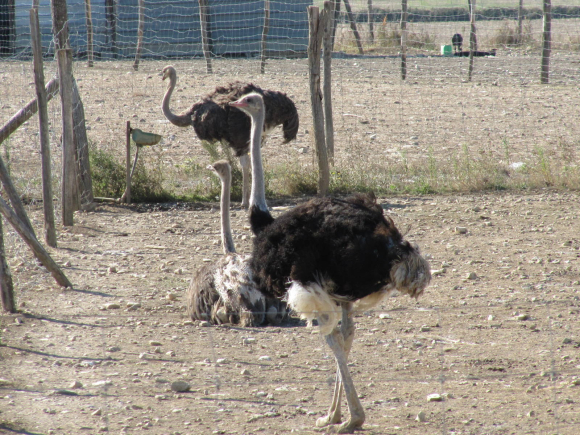 L'Autruche de Lorette, Marcilly