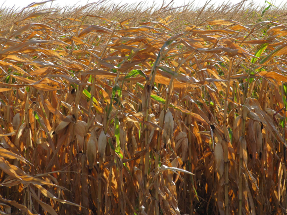 Ces messieurs les maïs sous le vent