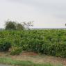 Tours - Dompierre-sur-Mer
