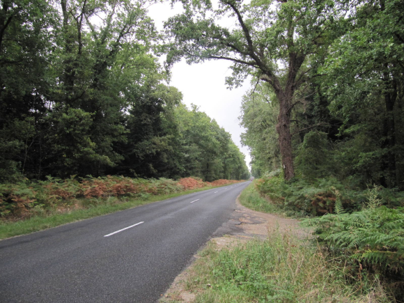 Forêt domaniale de Châtellerault