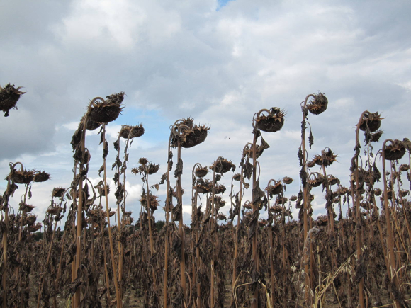 Aux prises avec des zombies