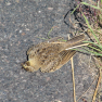 Oiseau mort