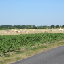 Vaches