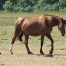 Cheval