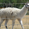 Lama