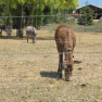 Biche