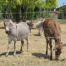 Ânes et biche