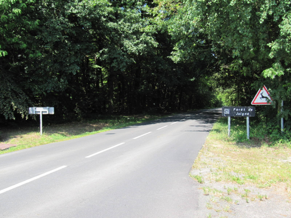 Forêt de Juigné