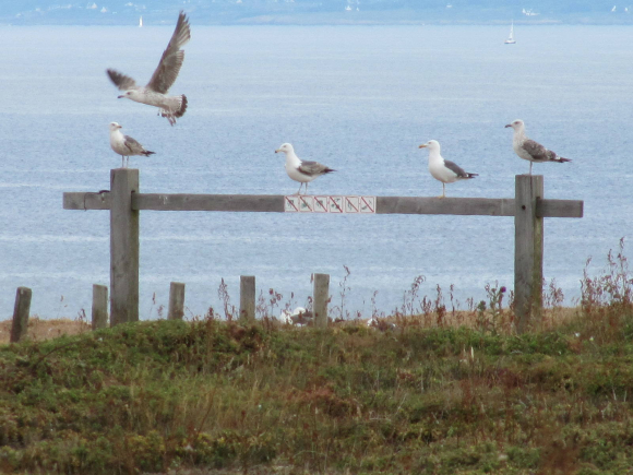 Mouettes