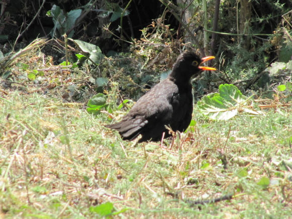 Un merle un peu collant