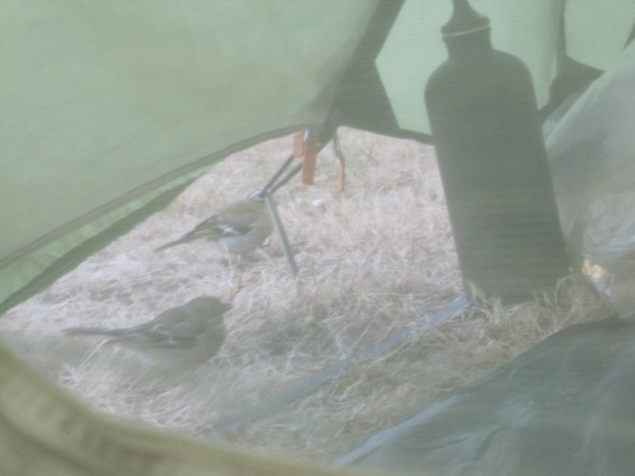 Deux p'tits chapardeurs!