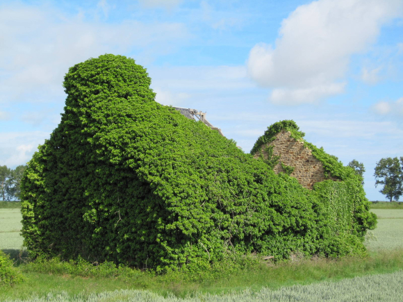 Quand la nature reprend ses droits