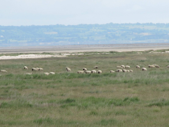 Moutons de pré-salé