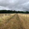 Vouvray - Beaugency A/R (GR3/GR655 Est à pied)