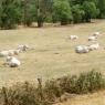 13-08-2019 (Bonny-sur-Loire - Decize), 3ème jour