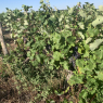 10-08-2022 (Prunay-Cassereau - Vendôme), 3ème jour