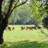 27-09-2009 (Bouchemaine - Tours)