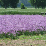 21-05-2010 (Tours - Bouchemaine), 1er jour