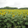 Champ de tournesols
