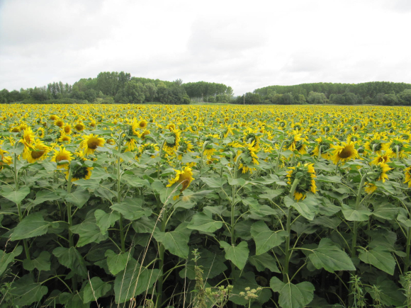 Champ de tournesols